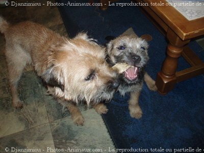 Photo de Border terrier