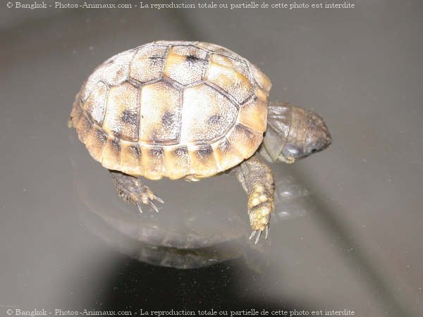 Photo de Tortue