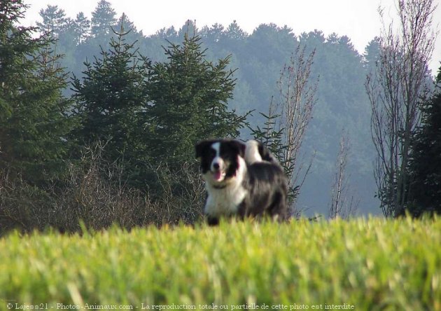 Photo de Border collie