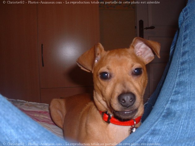 Photo de Pinscher nain