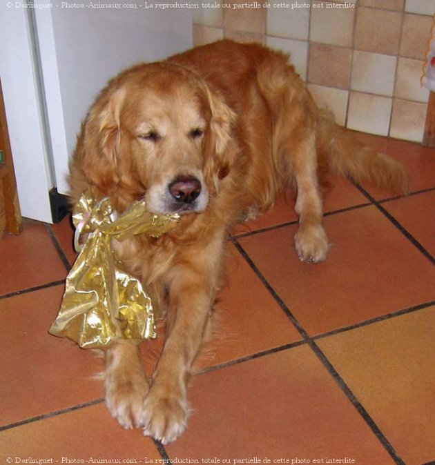 Photo de Golden retriever