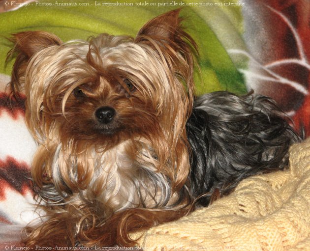 Photo de Yorkshire terrier