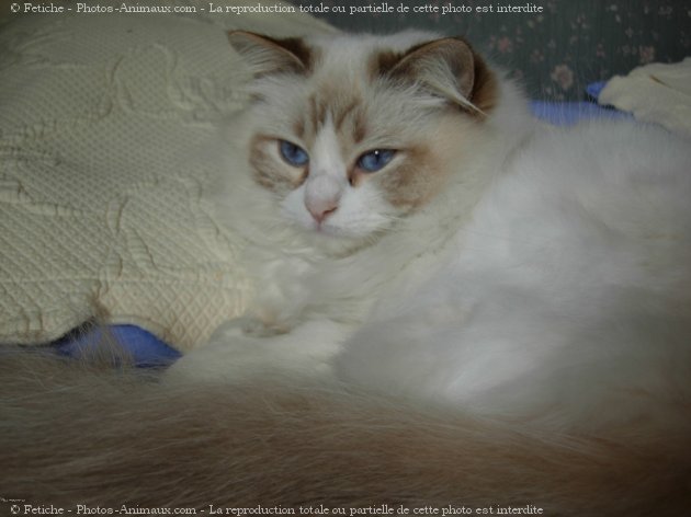 Photo de Ragdoll