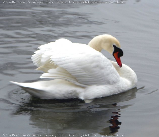 Photo de Cygne