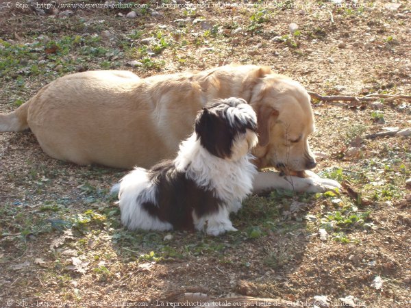 Photo de Shih tzu