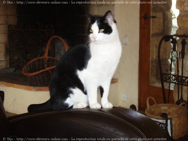 Photo de Chat domestique