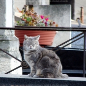 Photo de Chat domestique