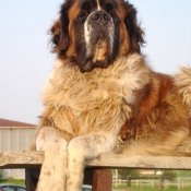 Photo de Saint-bernard poil long