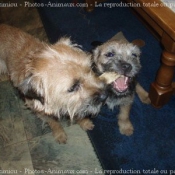 Photo de Border terrier