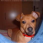 Photo de Pinscher nain