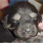 Photo de Dogue du tibet