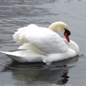 Photo de Cygne