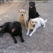 Photo de Labrador retriever