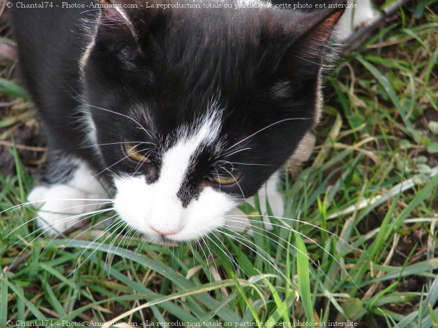 Photo de Chat domestique