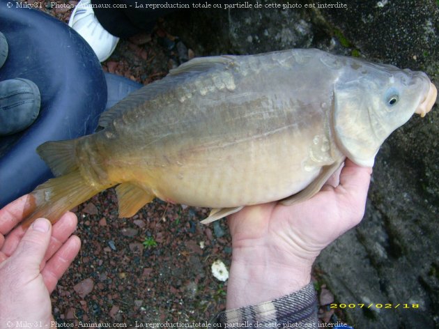 Photo de Poissons exotiques