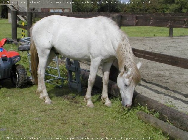 Photo de Camargue