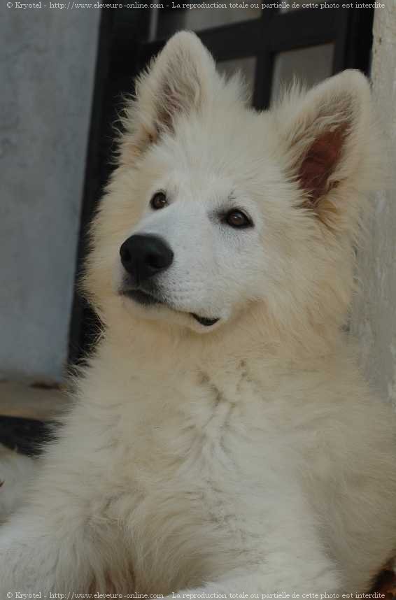 Photo de Berger blanc suisse