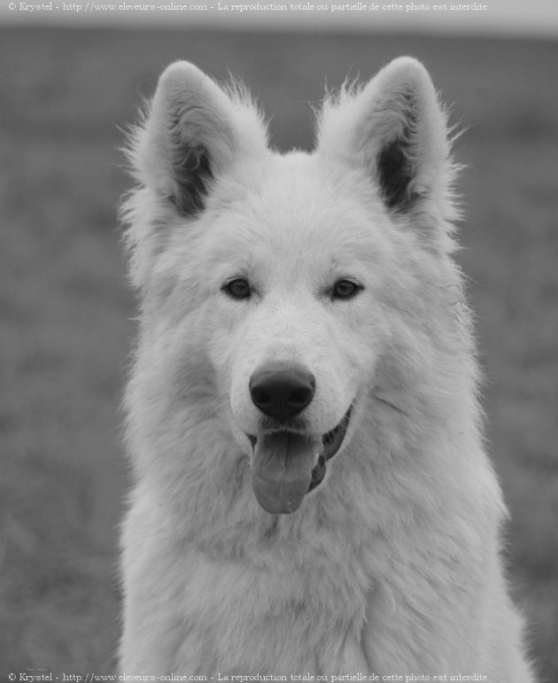 Photo de Berger blanc suisse