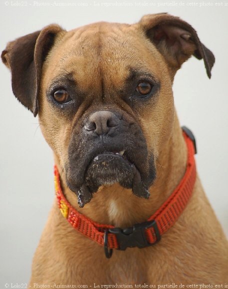 Photo de Boxer