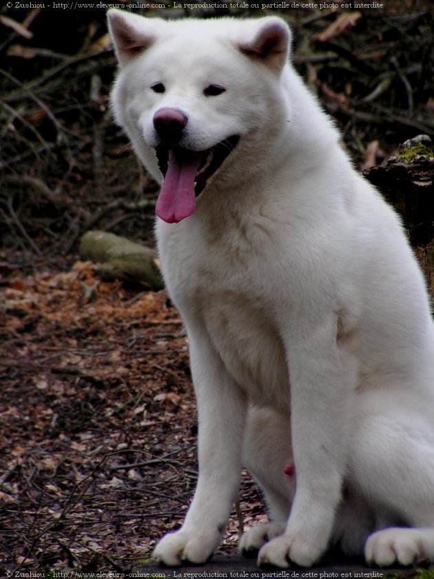 Photo d'Akita inu