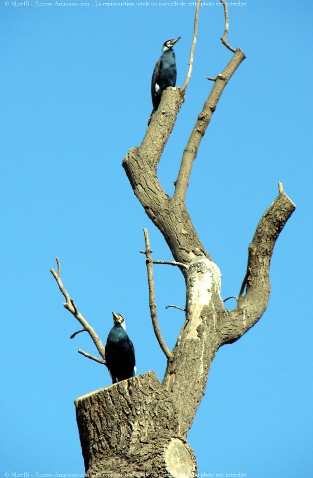 Photo de Cormorans hupps