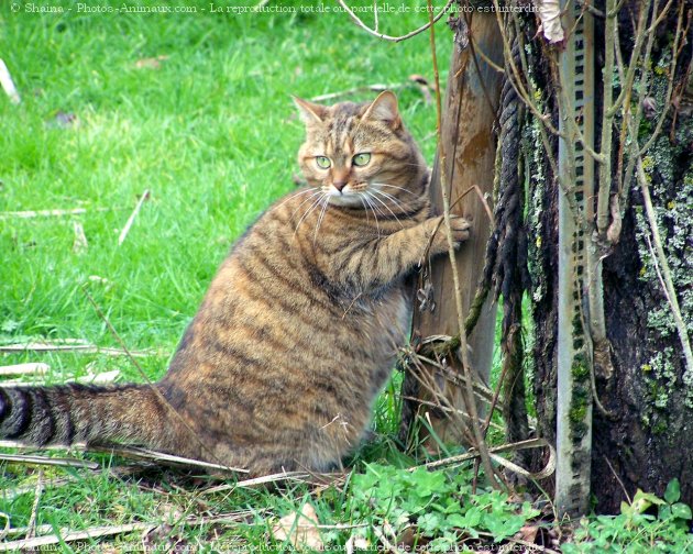 Photo de Chat domestique