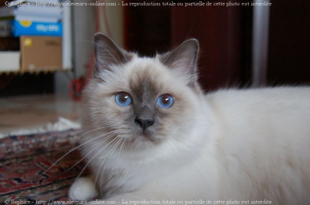 Photo de Sacr de birmanie