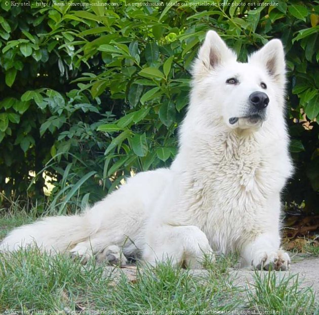 Photo de Berger blanc suisse