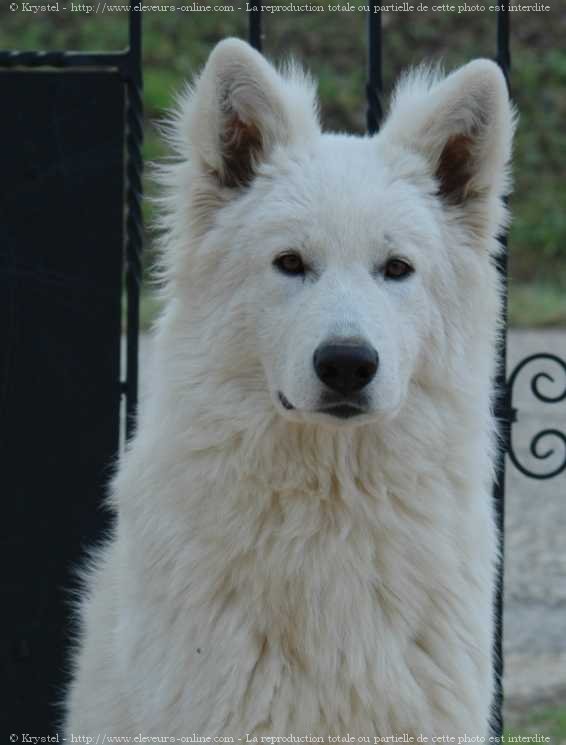 Photo de Berger blanc suisse