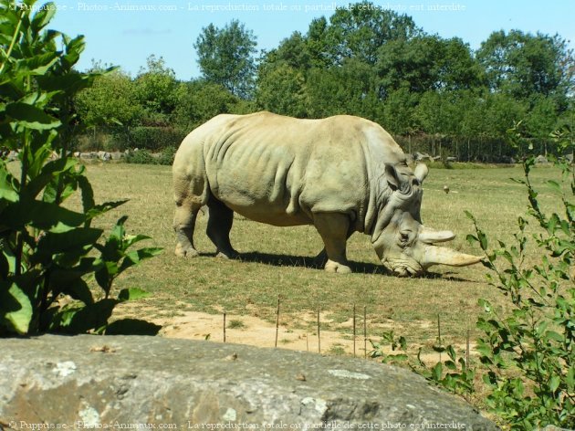 Photo de Rhinocros