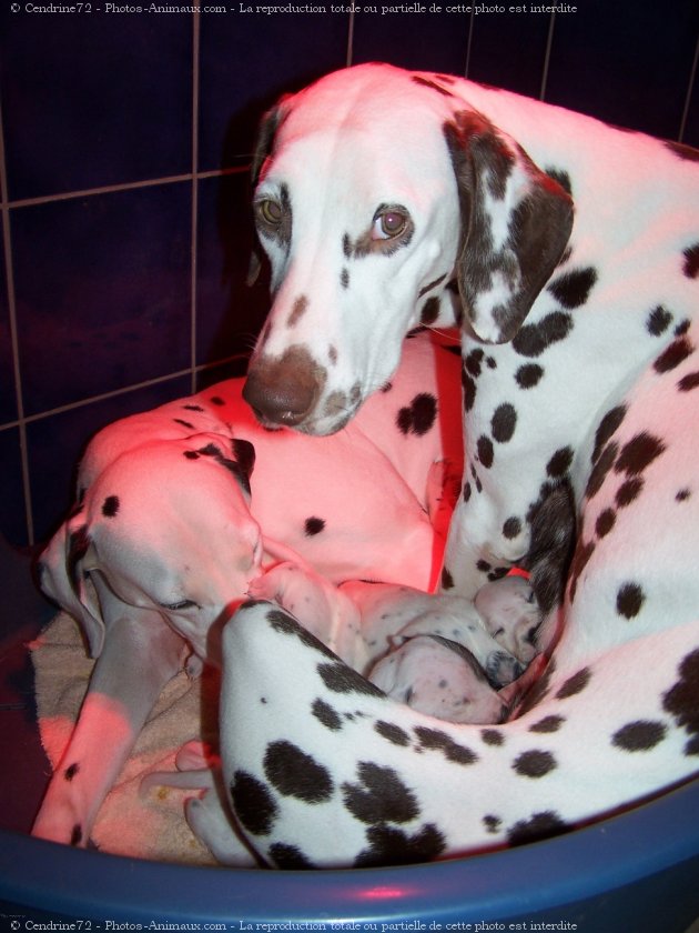 Photo de Dalmatien