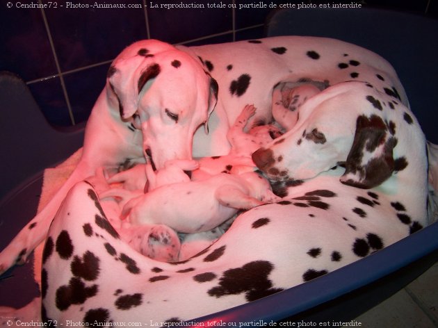 Photo de Dalmatien