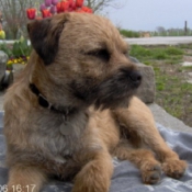 Photo de Border terrier