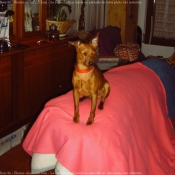 Photo de Pinscher nain