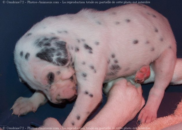 Photo de Dalmatien