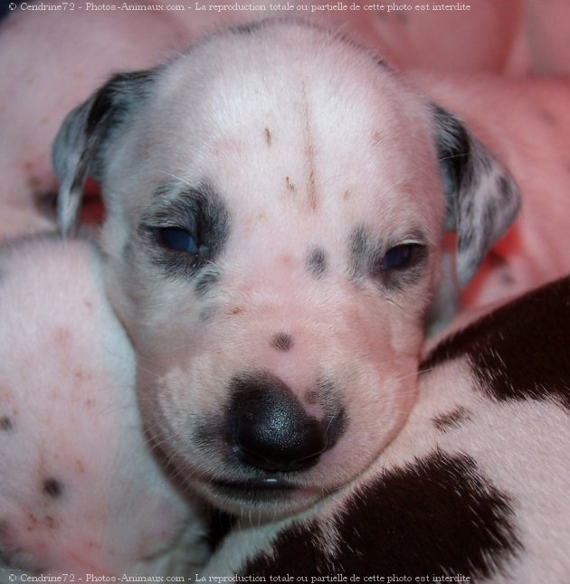 Photo de Dalmatien