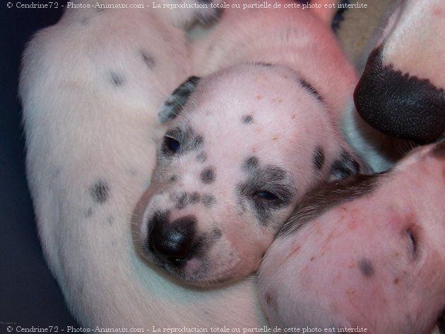 Photo de Dalmatien