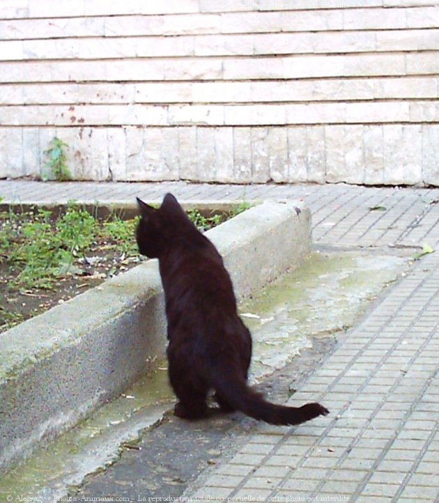 Photo de Chat domestique