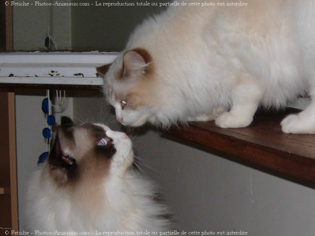 Photo de Ragdoll