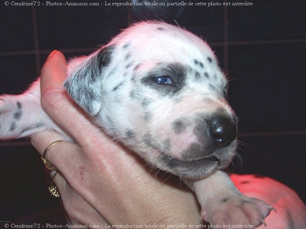 Photo de Dalmatien