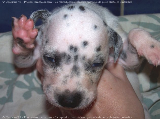 Photo de Dalmatien