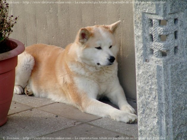 Photo d'Akita inu