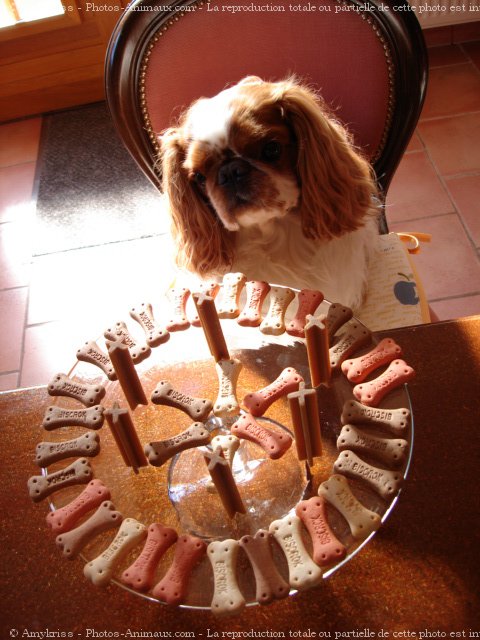 Photo de King charles spaniel