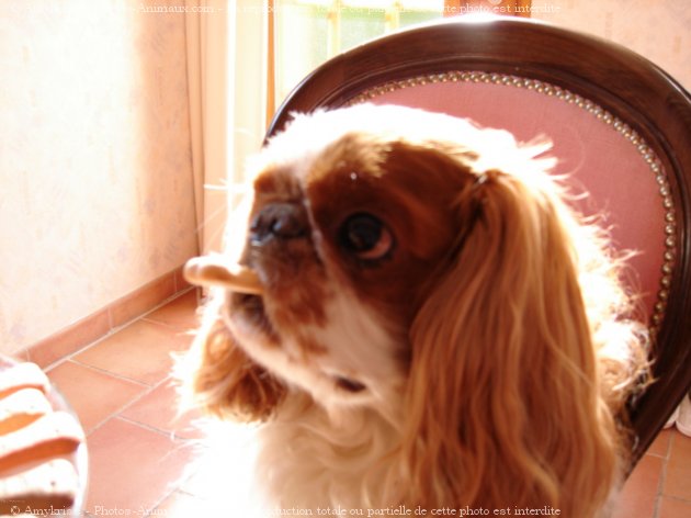 Photo de King charles spaniel