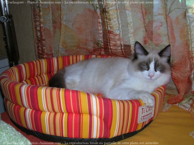 Photo de Ragdoll