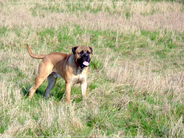 Photo de Bullmastiff