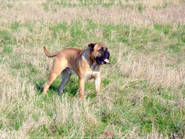 Photo de Bullmastiff