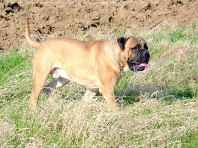 Photo de Bullmastiff