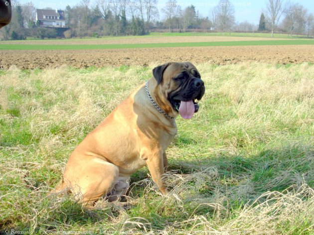 Photo de Bullmastiff