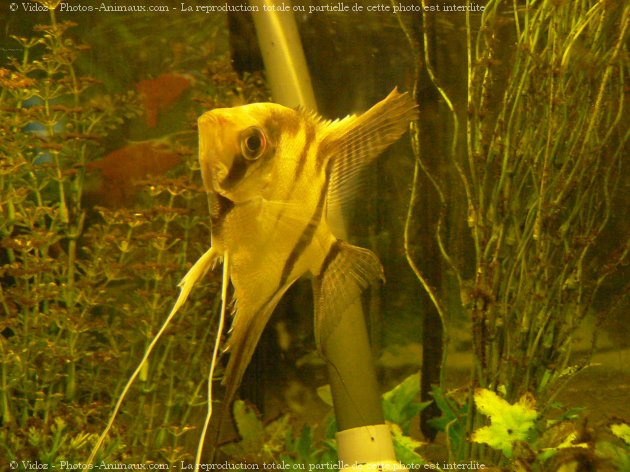 Photo de Poissons exotiques